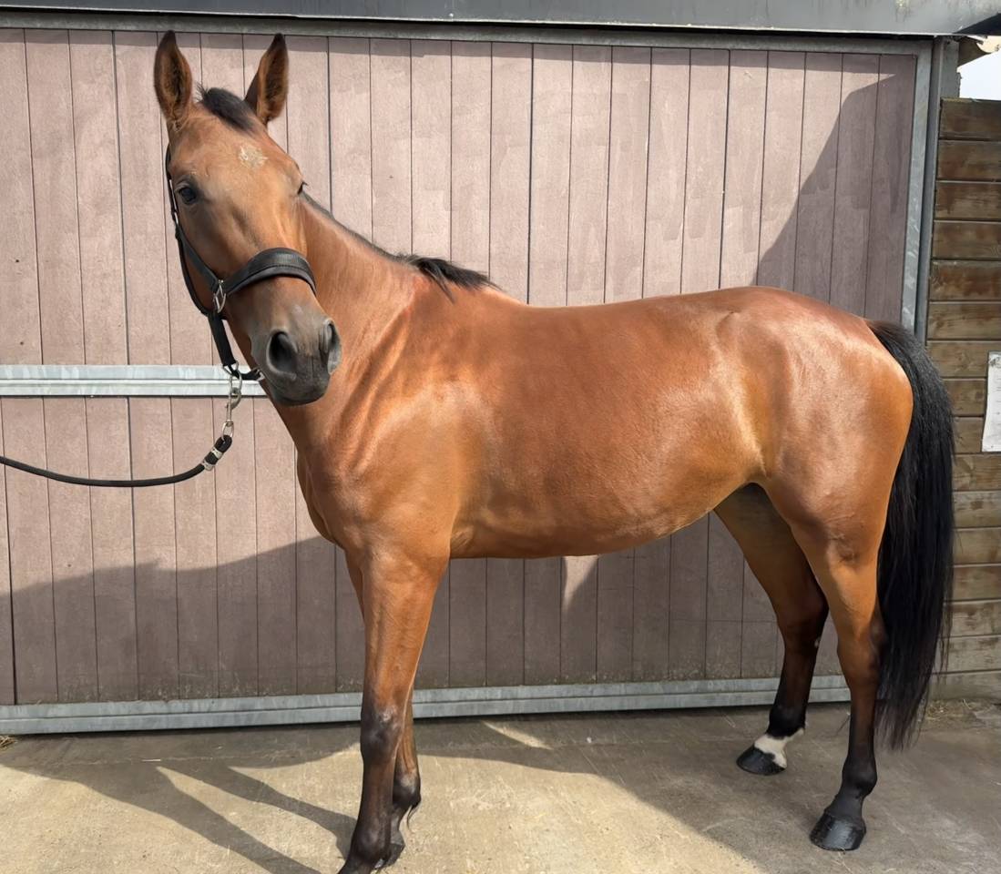 Jument SF de 4 ans &ndash; Cicave du Talus GFE &times; Kashmir