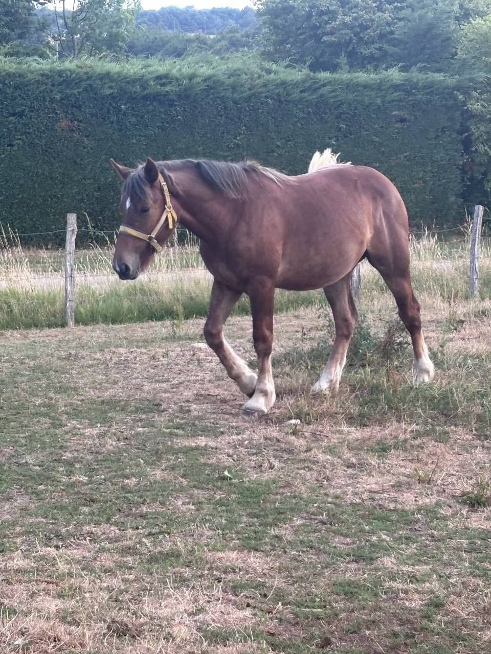 Pouliche demi  trait 