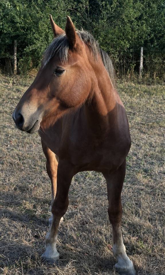 Pouliche demi  trait 