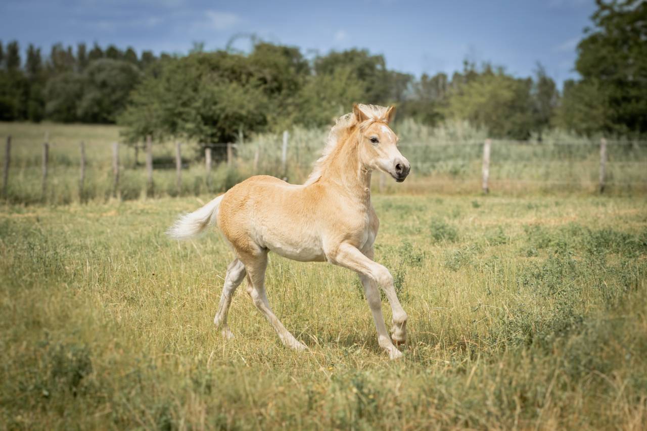 Pouliche haflinger PP