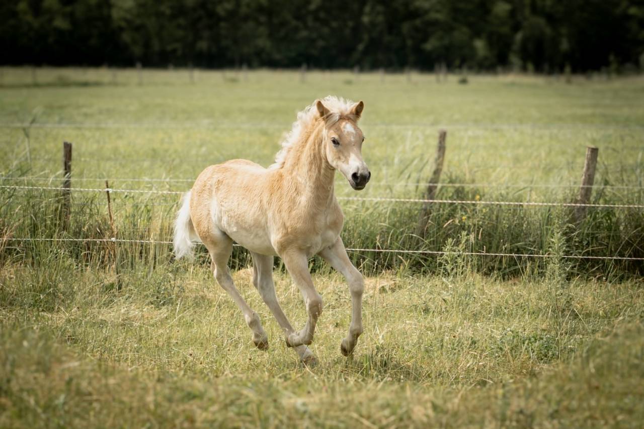 Pouliche haflinger PP