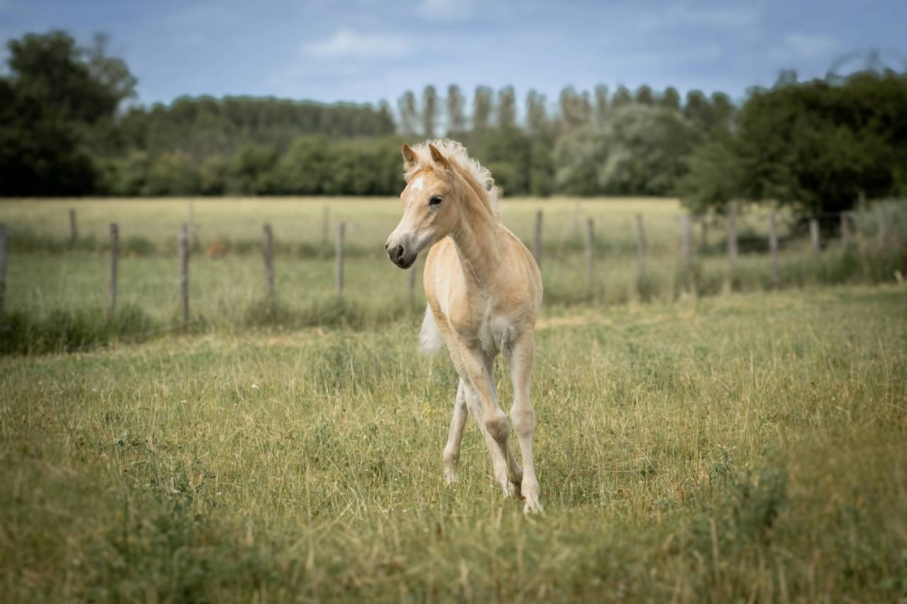 Pouliche haflinger PP