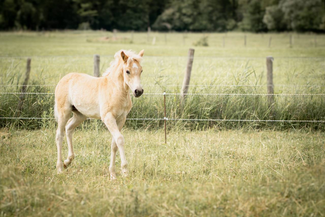 Pouliche haflinger PP