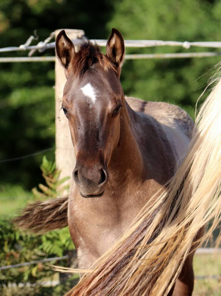 Chill - Poulain grullo solid lign&eacute;e ranch/reining