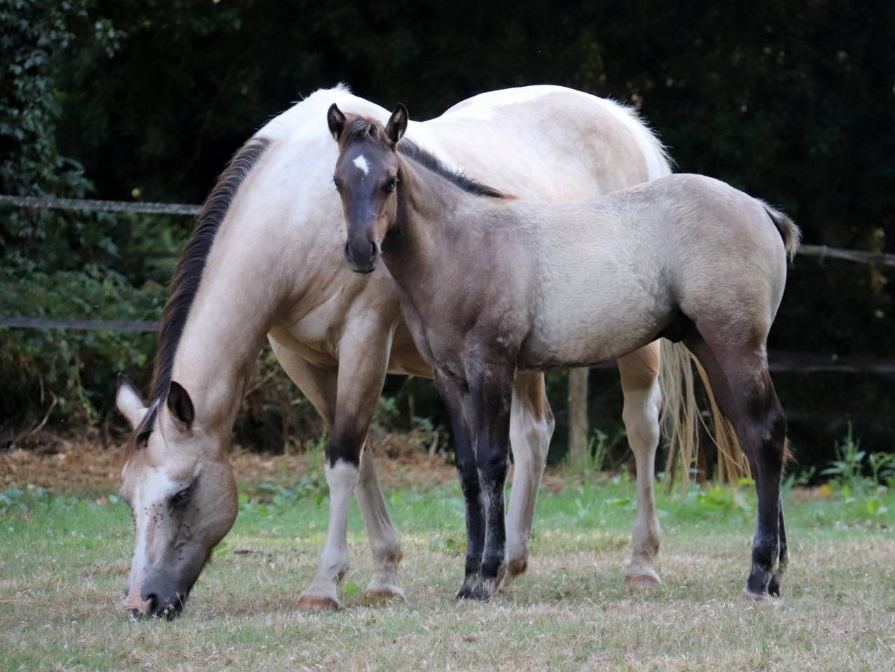Chill - Poulain grullo solid lign&eacute;e ranch/reining