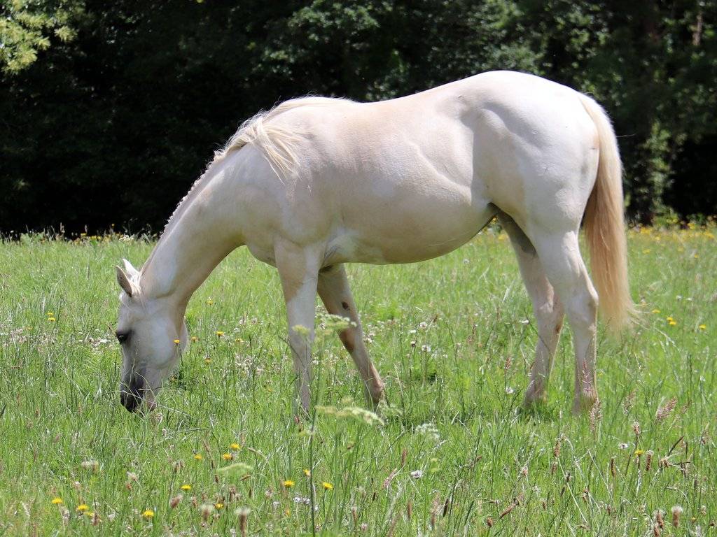 Chill - Poulain grullo solid lign&eacute;e ranch/reining