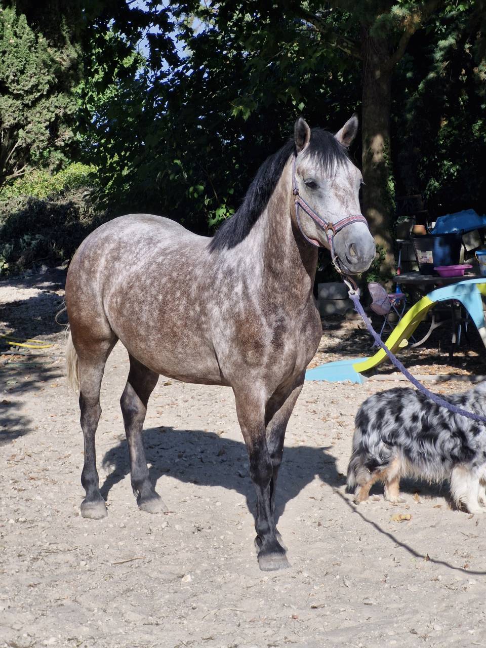 Top Poney D 7ans Hyper facile Gros Moyens
