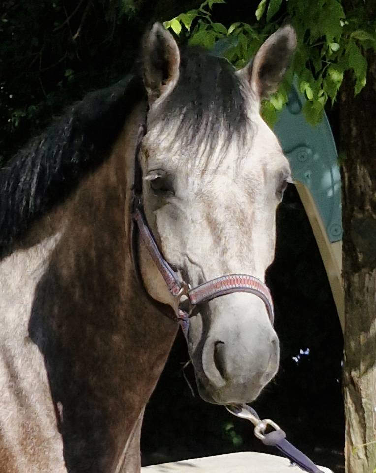 Top Poney D 7ans Hyper facile Gros Moyens