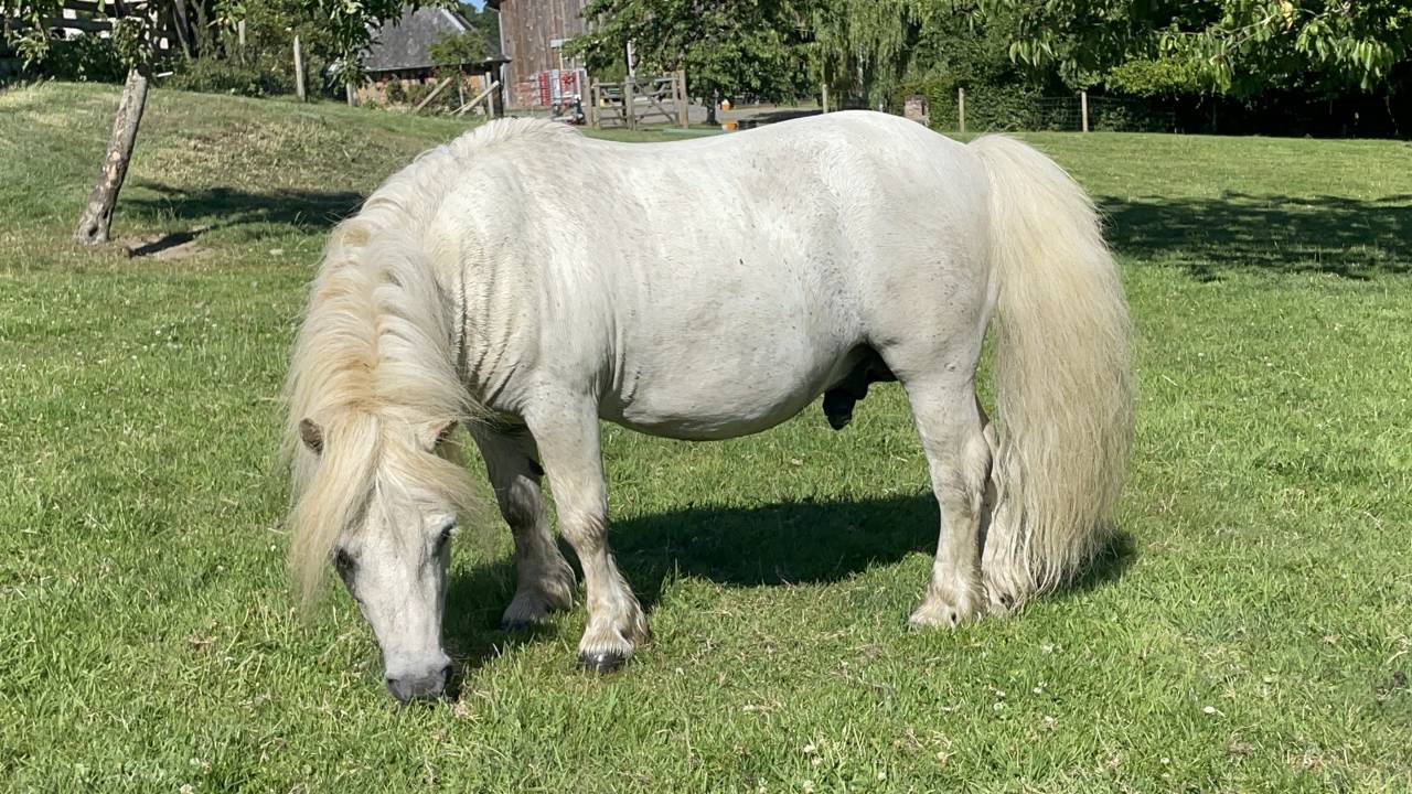 Etalon shetland mini origine UK