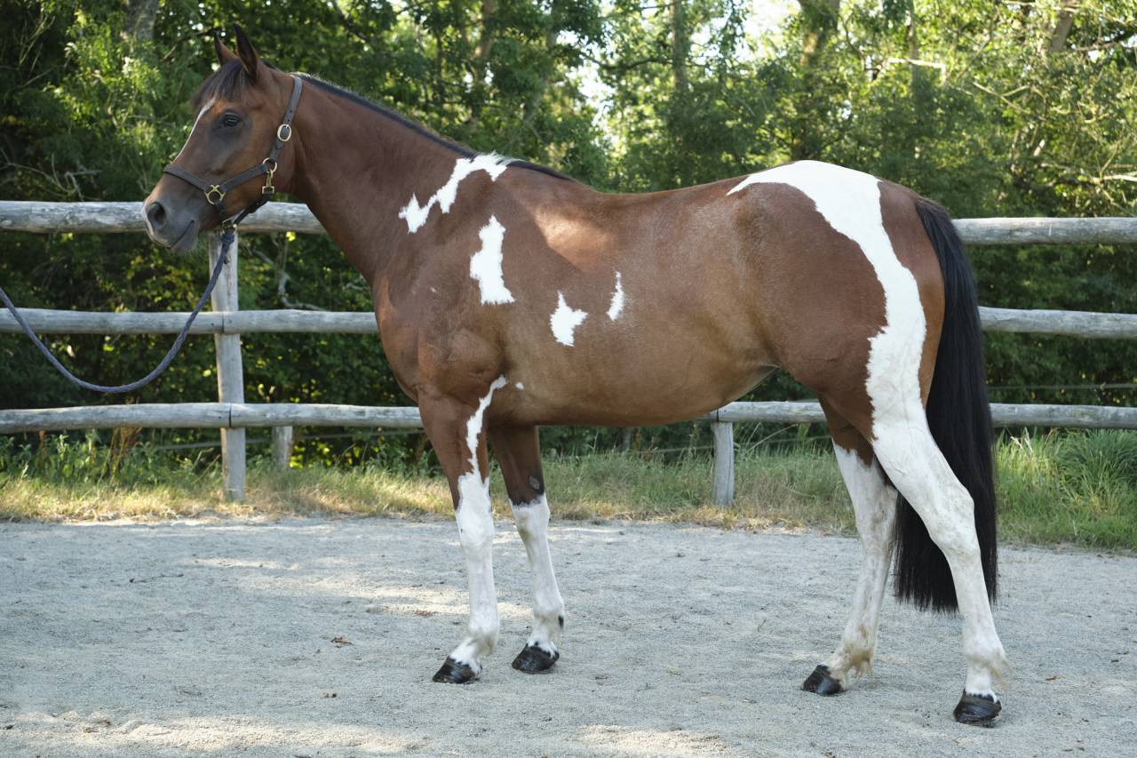 Jument 4 ans Paint Horse PP 