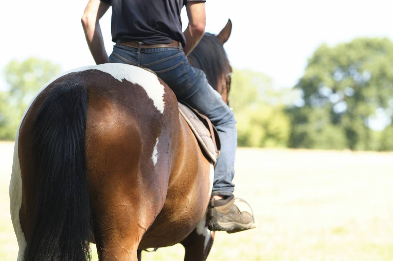 Jument 4 ans Paint Horse PP 