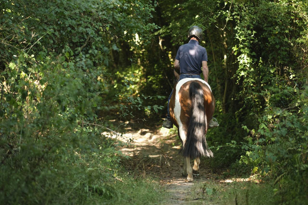 Jument 4 ans Paint Horse PP 