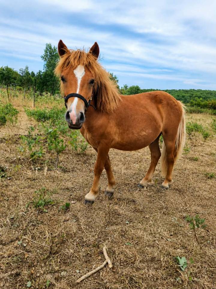 Poulain type shetland OC