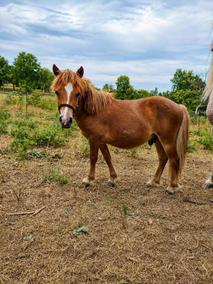 Poulain type shetland OC