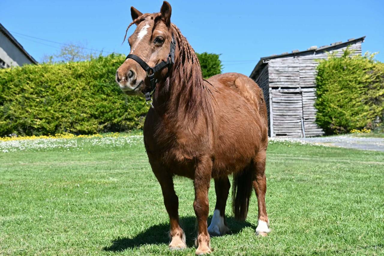 Poulain type shetland OC