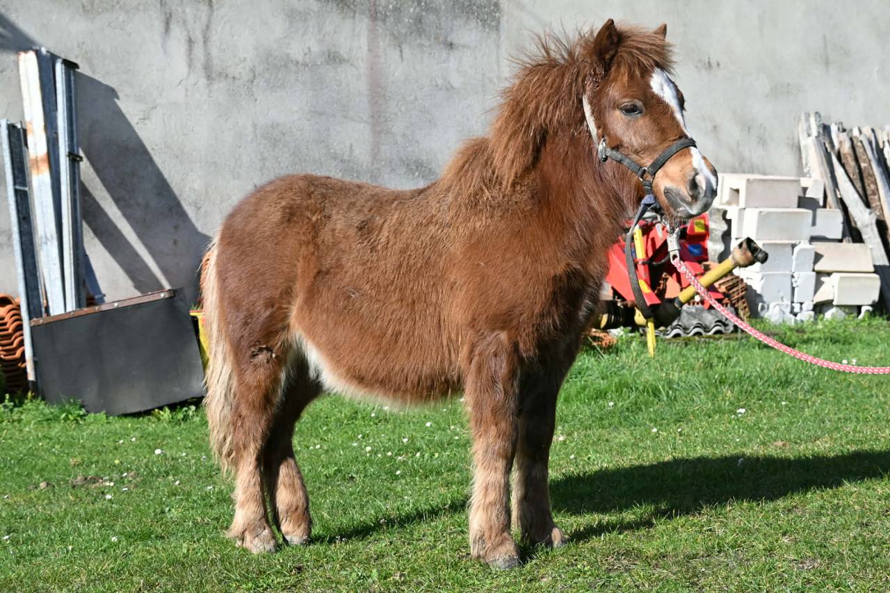 Poulain type shetland OC
