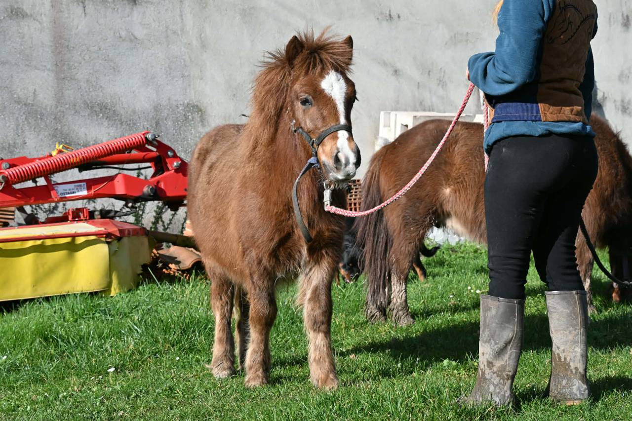 Poulain type shetland OC