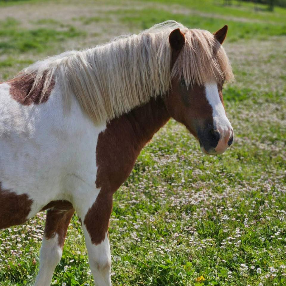 Poulain type shetland OC