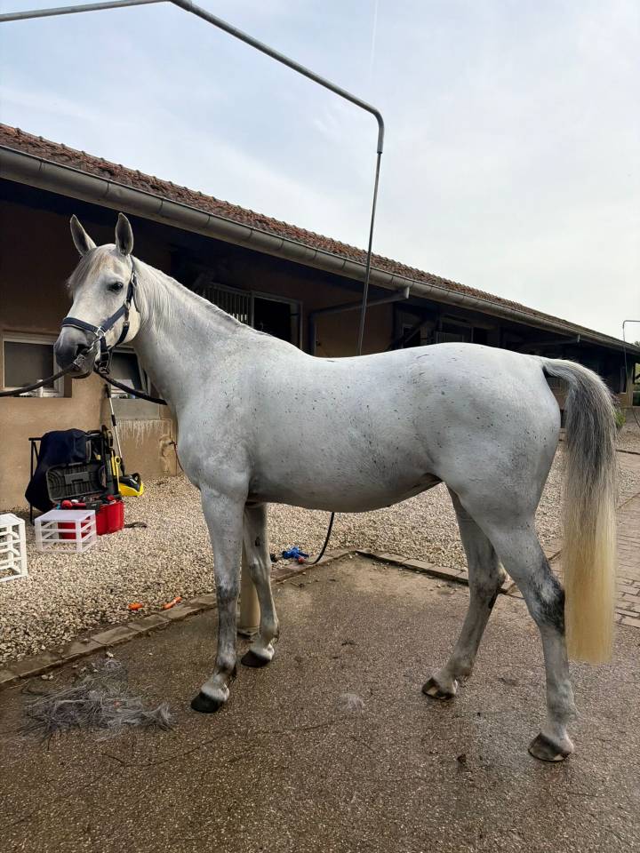 Poulini&egrave;re 12 ans 