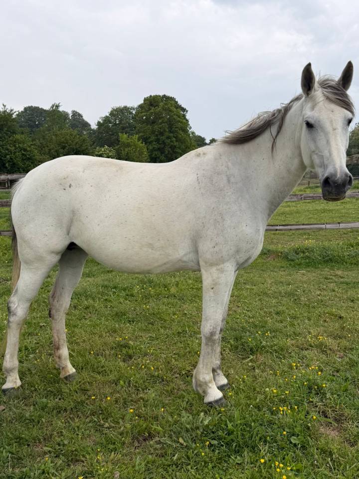 Poulini&egrave;re 12 ans 