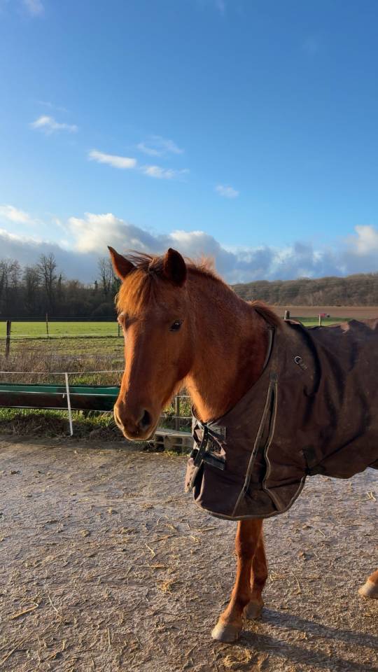 Poney fran&ccedil;ais de selle