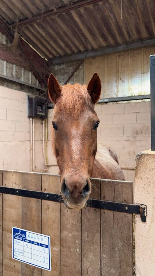 Poney fran&ccedil;ais de selle