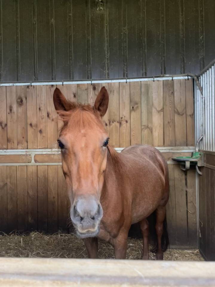 Poney fran&ccedil;ais de selle