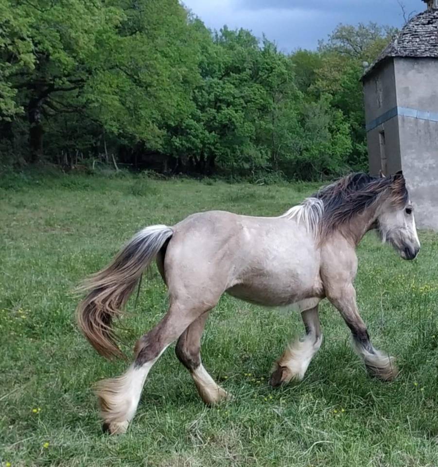 POULICHE DRUM HORSE