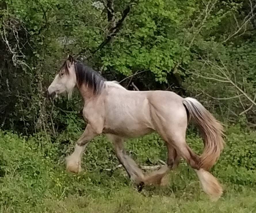POULICHE DRUM HORSE