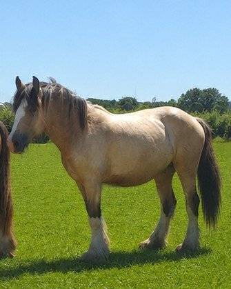 POULICHE DRUM HORSE