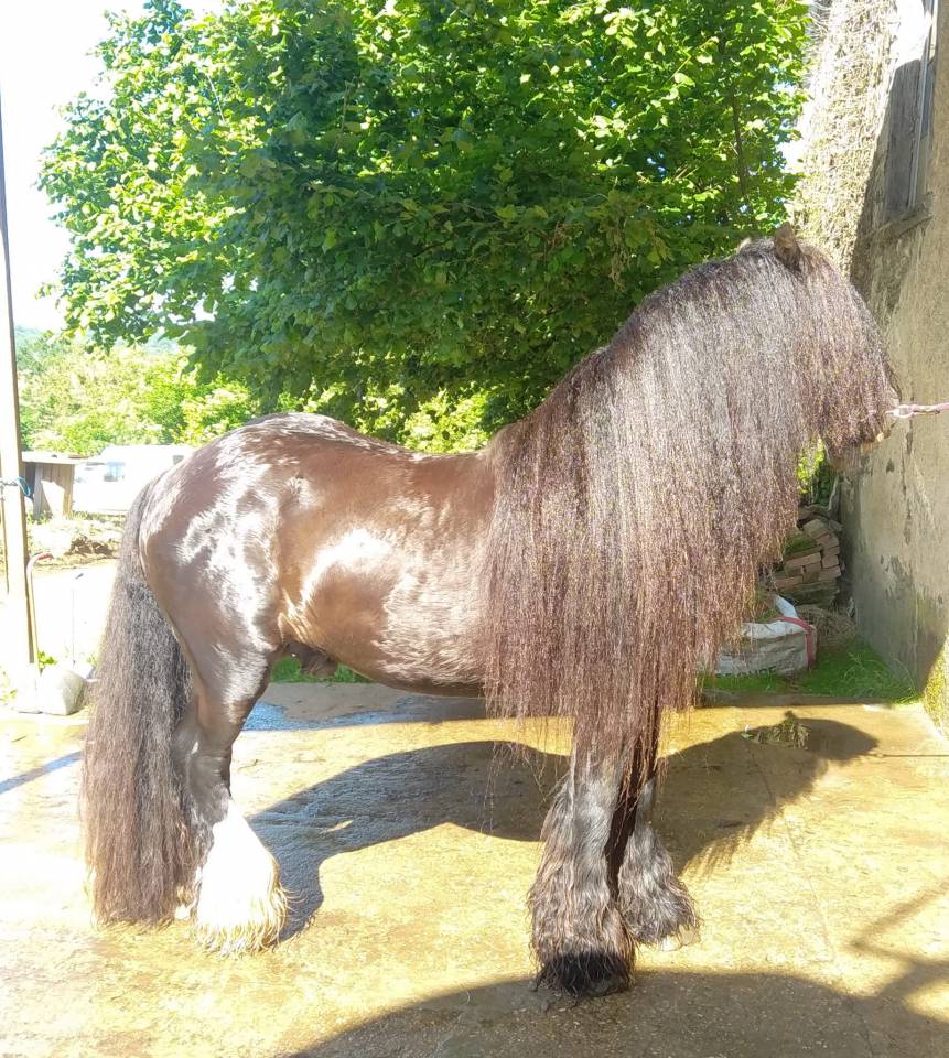 POULICHE DRUM HORSE