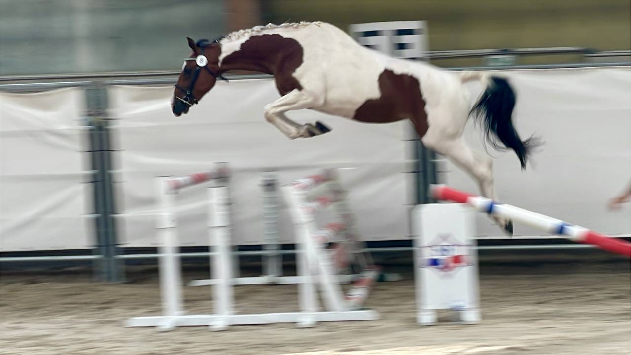 Pouliche SF 3 ans  Envol Van de RIB / Tizzy Lou de Jour