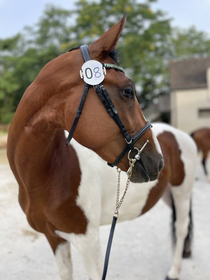 Pouliche SF 3 ans  Envol Van de RIB / Tizzy Lou de Jour