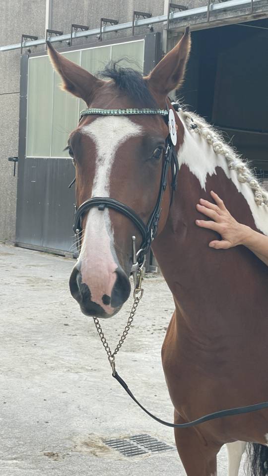 Pouliche SF 3 ans  Envol Van de RIB / Tizzy Lou de Jour