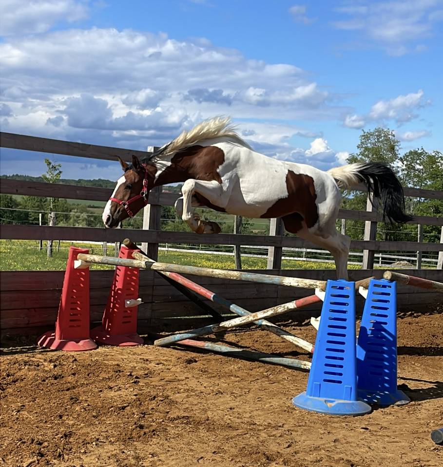 Pouliche SF 3 ans  Envol Van de RIB / Tizzy Lou de Jour