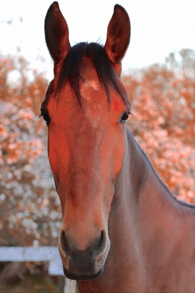 Hasufel - 8ans