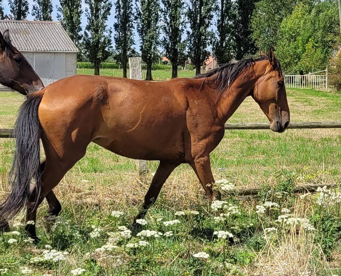 Hasufel - 8ans