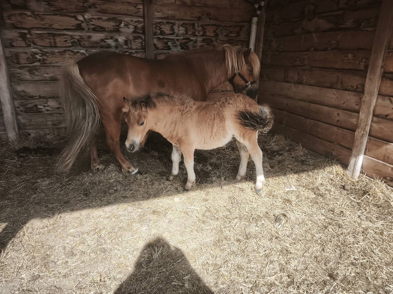 Ponette shetland 