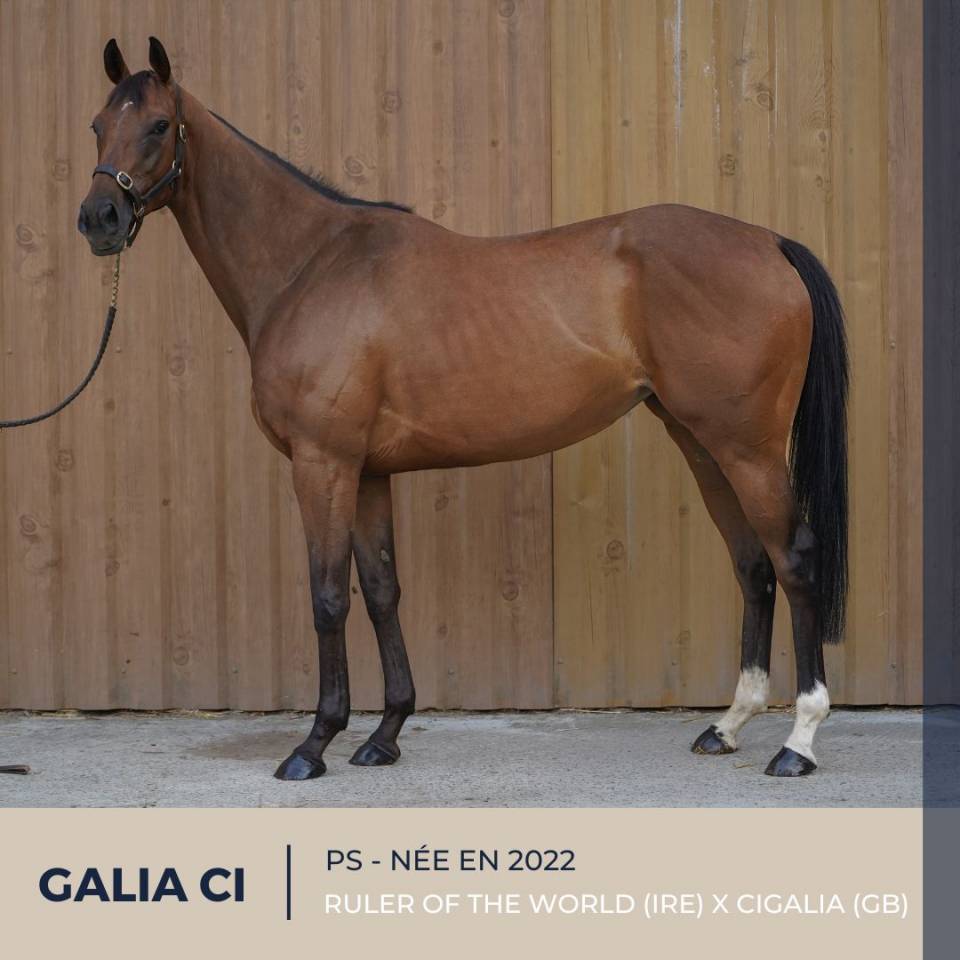 MAGNIFIQUE JUMENT - GALIA CI