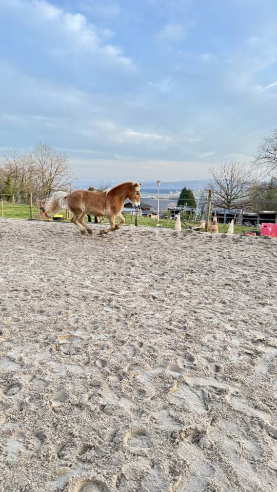 Haflinger PP
