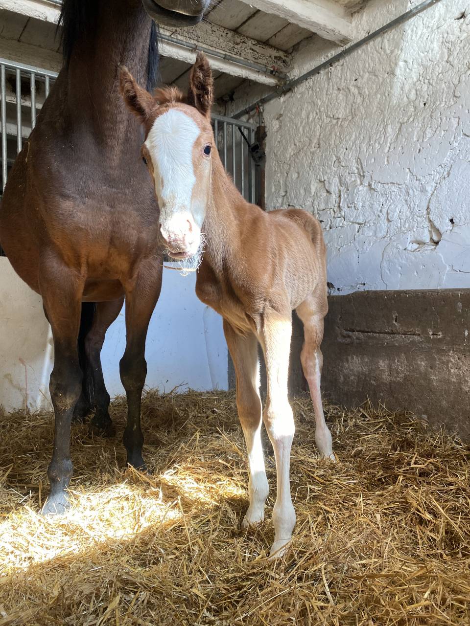 Poulain 2026 OC pour CSO/CCE