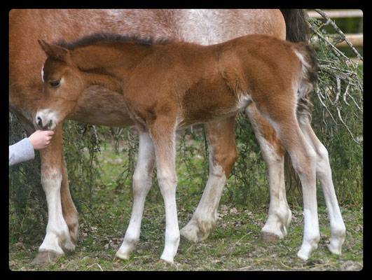 FOAL MALE PONEY - FUTUR D - QUITE EASY