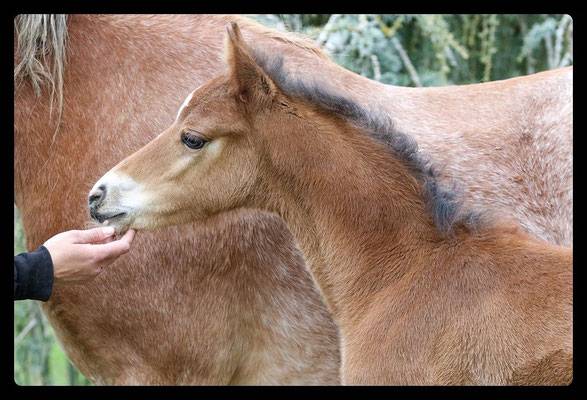 FOAL MALE PONEY - FUTUR D - QUITE EASY