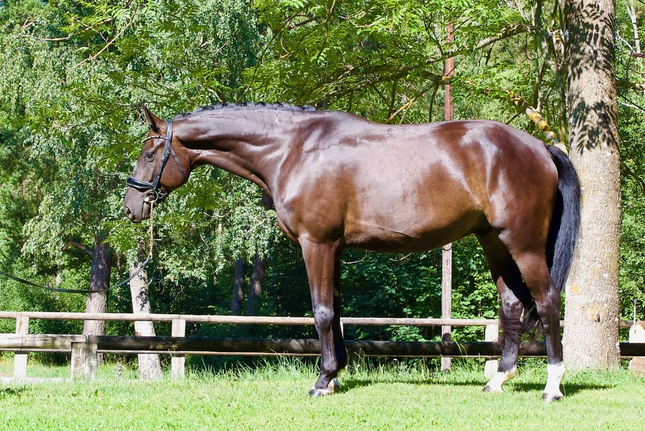 Hongre - DSP  - 5 ans - Dressage / Polyvalent - France