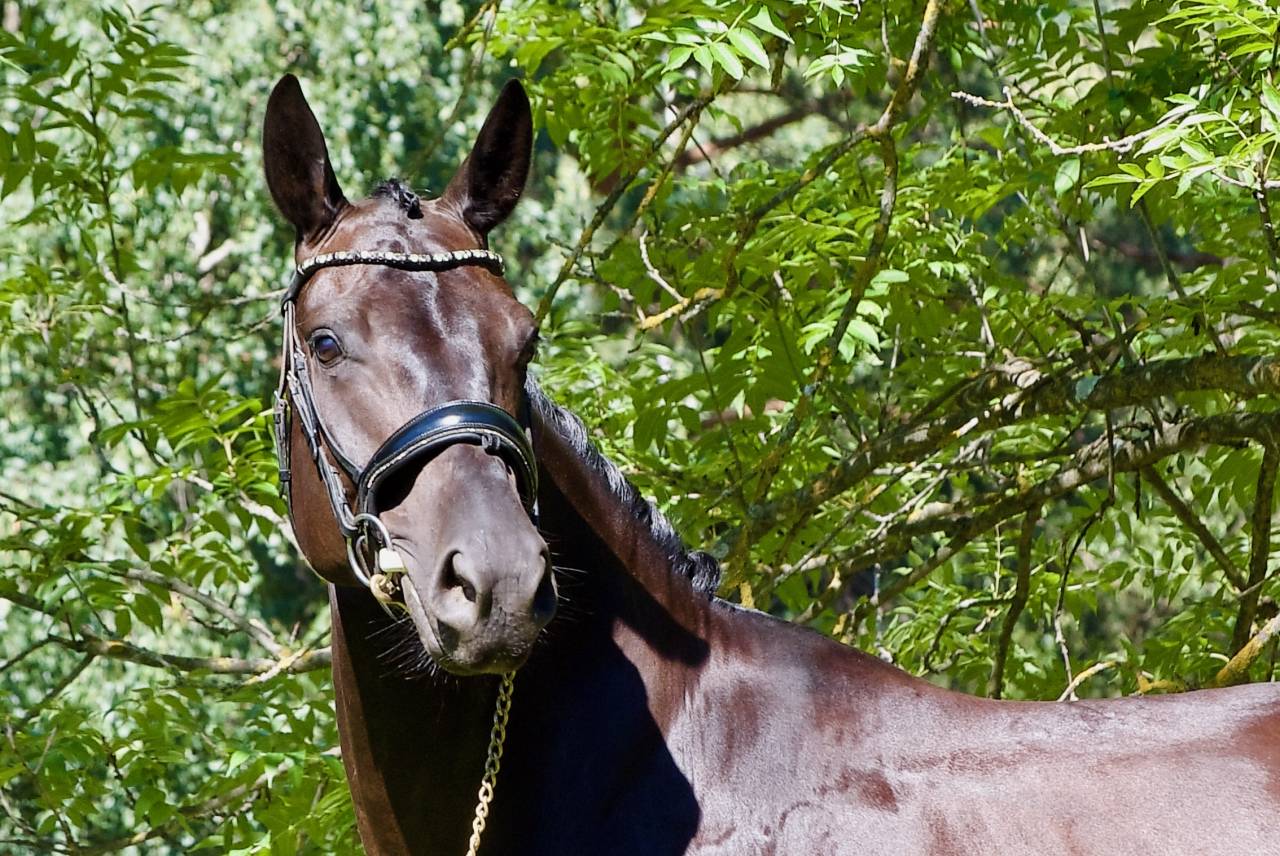 Hongre - DSP  - 5 ans - Dressage / Polyvalent - France