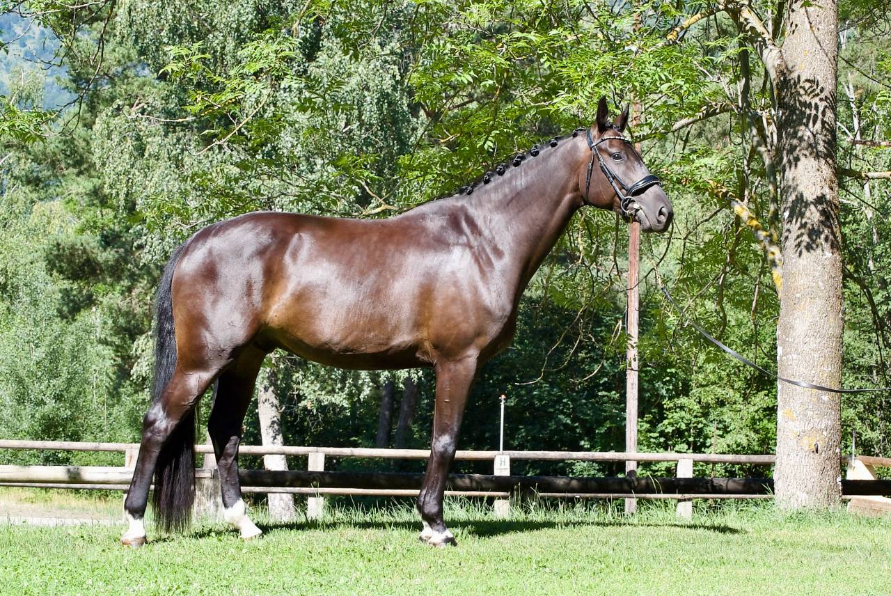 Hongre - DSP  - 5 ans - Dressage / Polyvalent - France