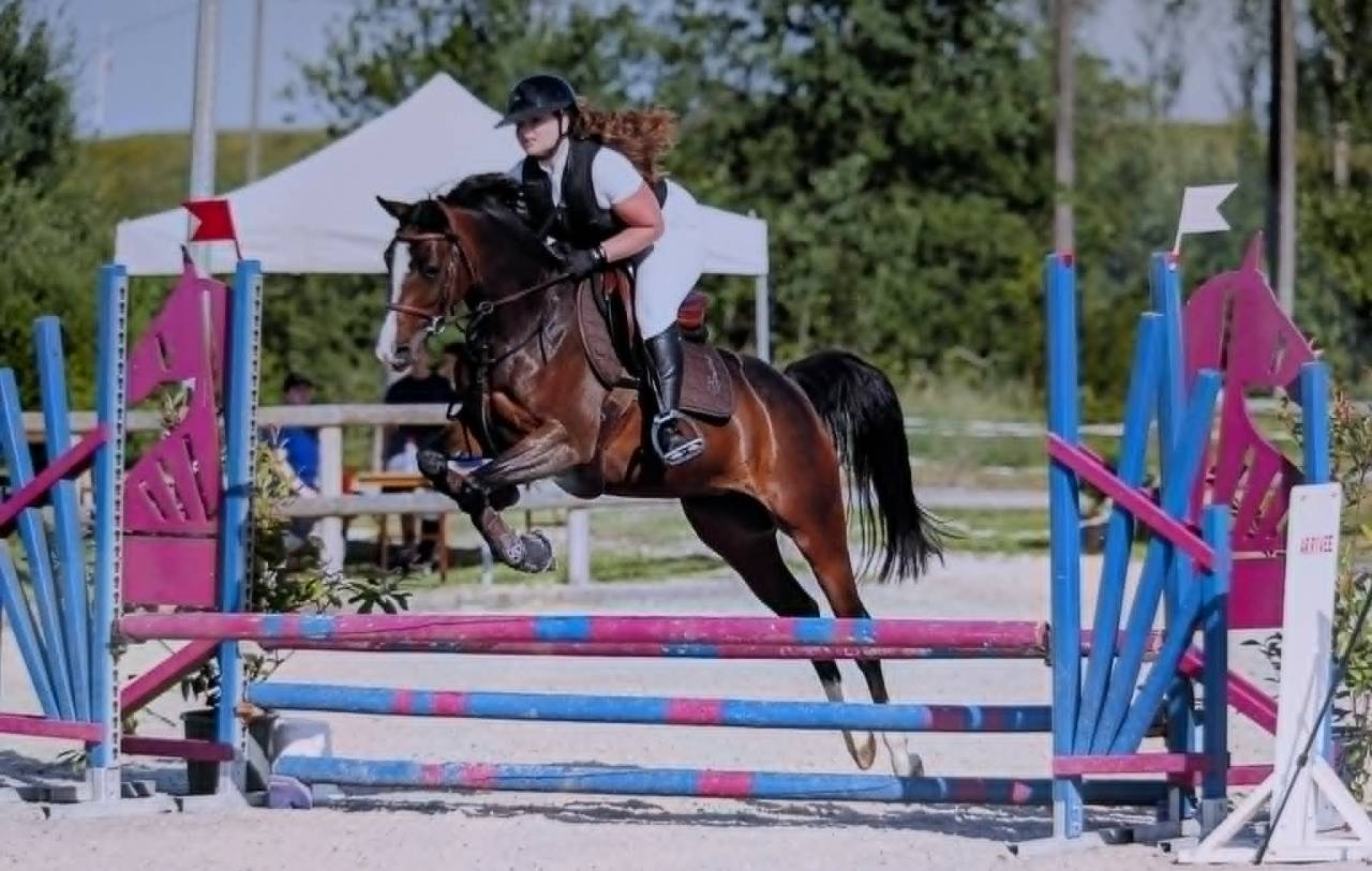 Magnifique jument Welsh part bred