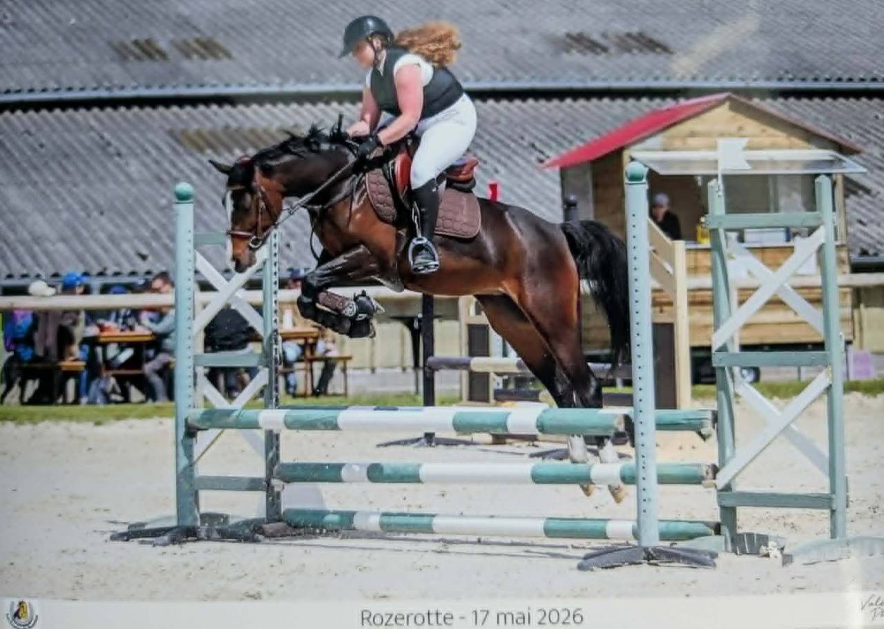 Magnifique jument Welsh part bred