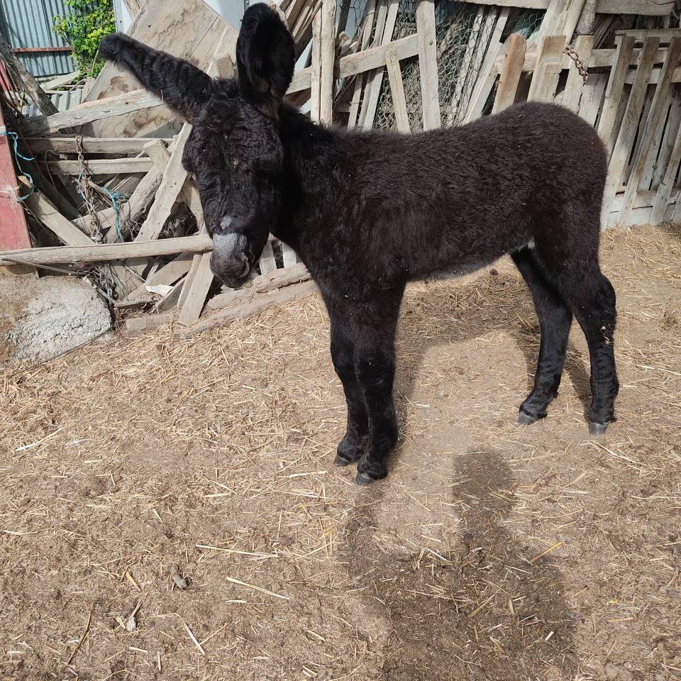 Baudet du Poitou 