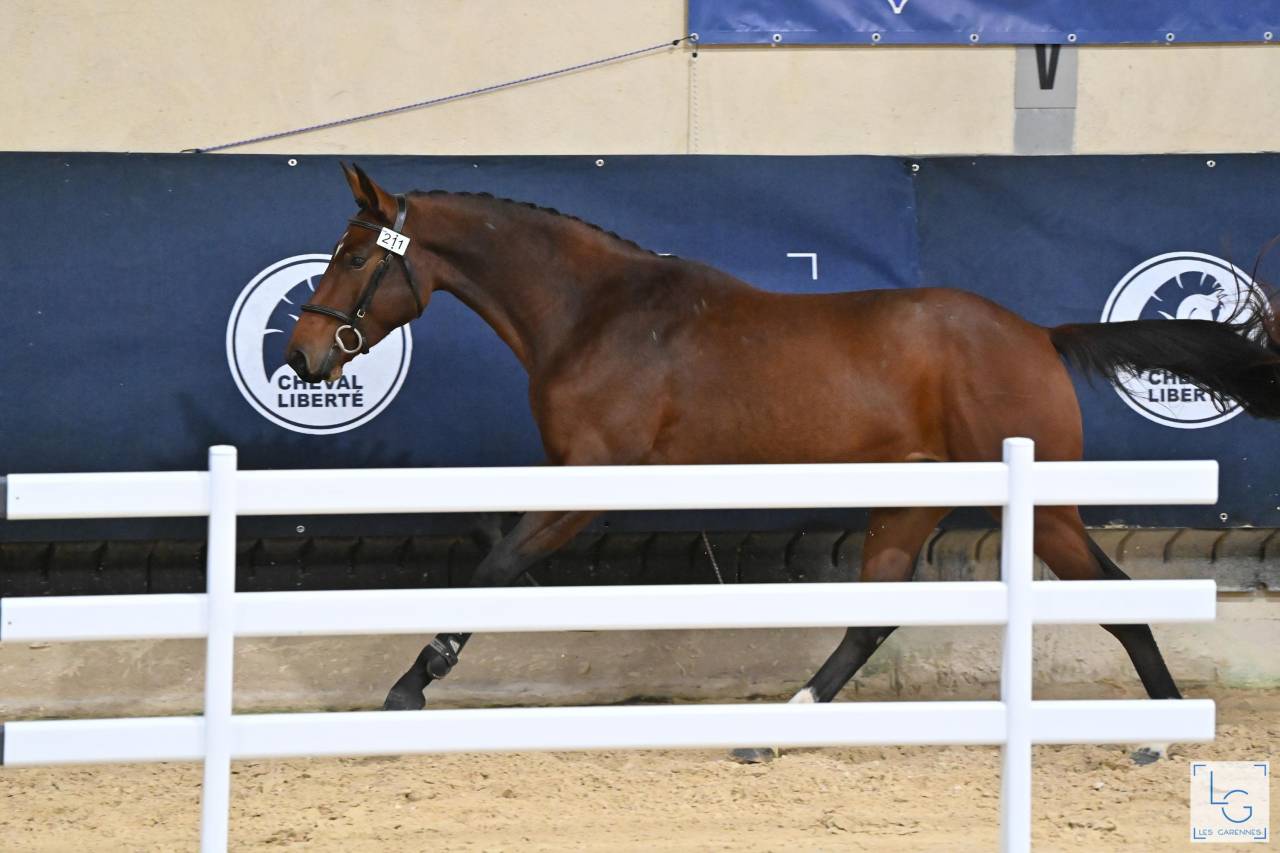 3ans débourré pour 135/140cm